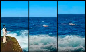 Praias de Sydney são fechadas após banhista ser comido por grande tubarão branco