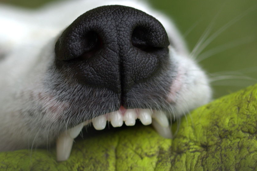 Cachorro invade casa em Califórnia e mata cadela de família