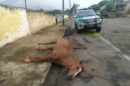 Cavalo abandonado morre em Arapongas e GDA busca por dono