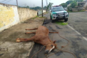 Cavalo abandonado morre em Arapongas e GDA busca por dono