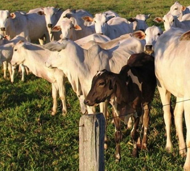 Ladrões invadem sítio matam novilha e deixam só a carcaça