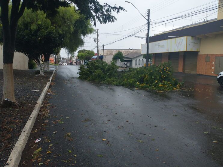 Bombeiros registram quedas de árvores em Arapongas