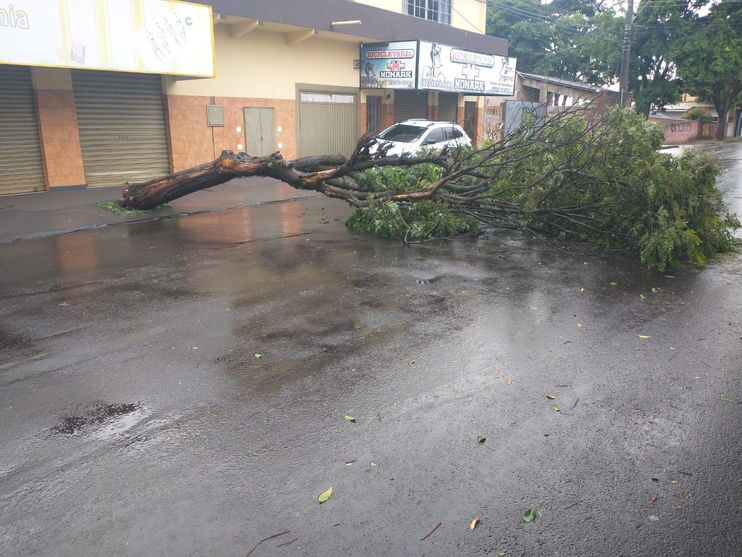 Bombeiros registram quedas de árvores em Arapongas