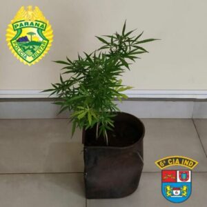 Polícia Militar encontra vaso com dois pés de maconha em residência