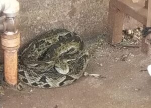 Cobra-jararaca-e-capturada-no-quintal-de-casa-em-A-00637820-0-202204271200