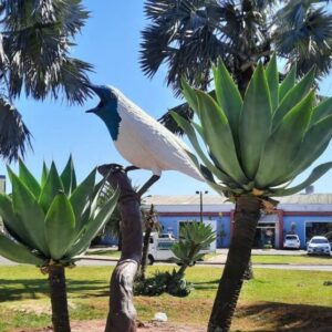 Finalizadas as 13 esculturas de pássaros em Arapongas