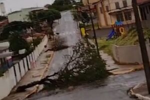 Chuva provoca quedas de árvores em ruas de Apucarana