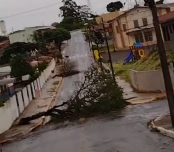 Chuva provoca quedas de árvores em ruas de Apucarana