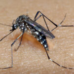Dengue: Mandaguari registra 1ª morte provocada por dengue neste ano