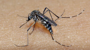 Dengue: Mandaguari registra 1ª morte provocada por dengue neste ano