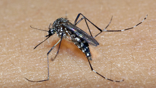 Dengue hemorrágica mata estudante universitário de Maringá