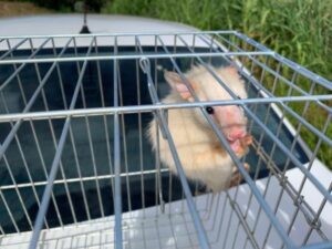 Seaspma captura espécie rara de gambá albino no Jardim Morumbi em Arapongas