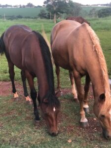 Ladrões furtam cavalos da raça quarto de milha em Arapongas