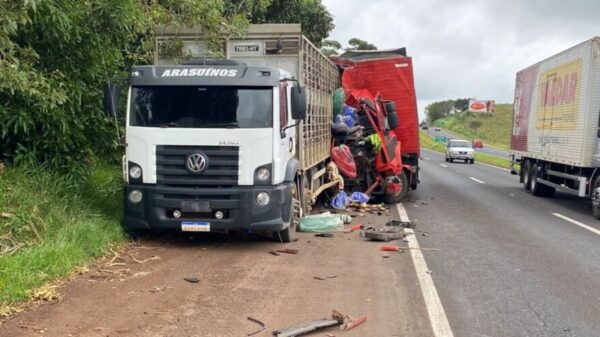 BR-376: caminhão carregado com porcos se envolve em acidente entre Pirapó e Cambira
