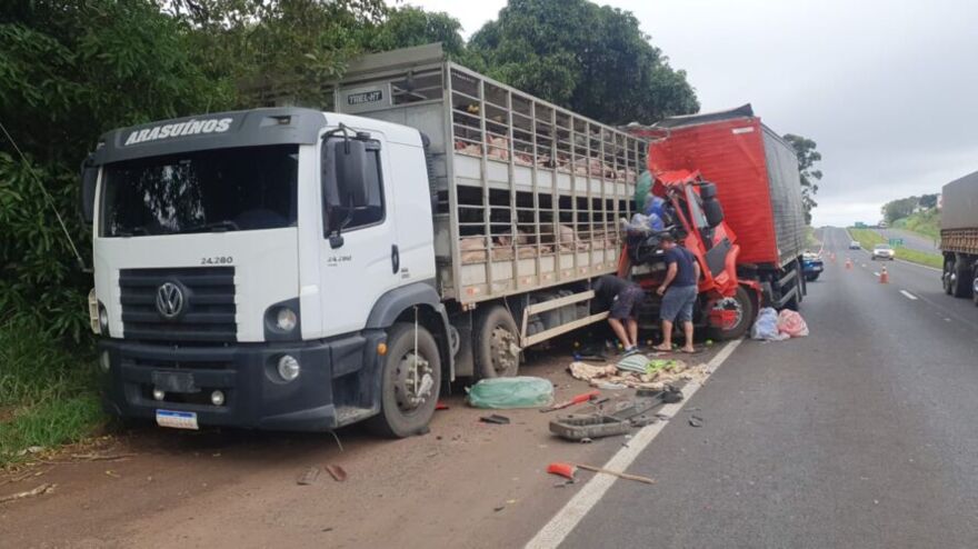 BR 376: caminhão carregado com porcos se envolve em acidente