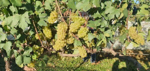 Serra de Apucarana colhe safra de inverno da uva chardonnay