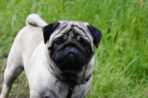 Ladrões levaram até a cachorrinha de estimação, em Arapongas