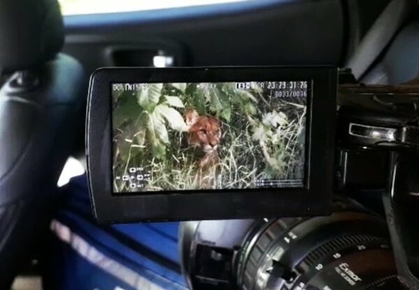 Onça-parda surge na área urbana de Arapongas e vira centro das atenções até ser capturada