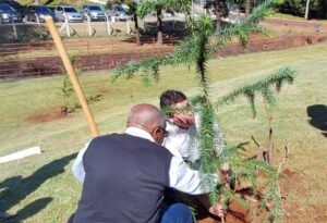 Projeto garante o plantio de 70 mil araucárias em Apucarana
