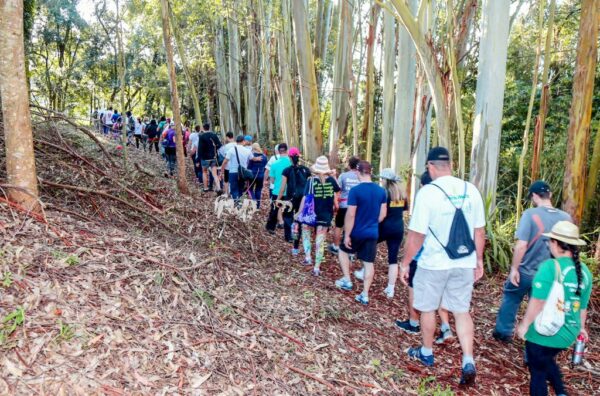 Caminhada Internacional da Juruba  acontece dia 17 com diversas novidades em Apucarana
