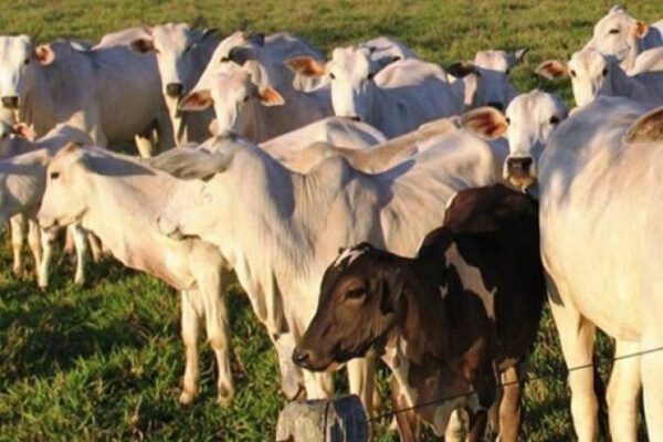 Ladrões invadem sítio na região e furtam duas cabeças de gado