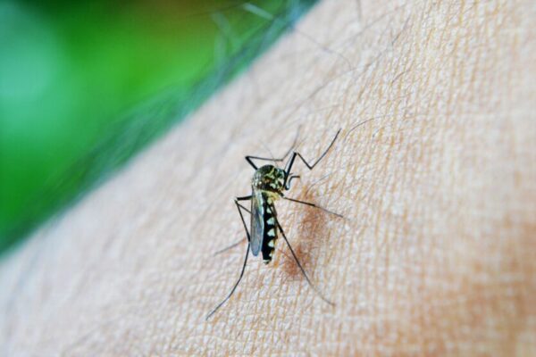 Jovem de 15 anos morre com suspeita de dengue hemorrágica