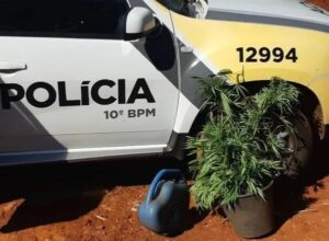 Dono chama polícia após encontrar 28 pés de maconha em sua chácara em Novo Itacolomi