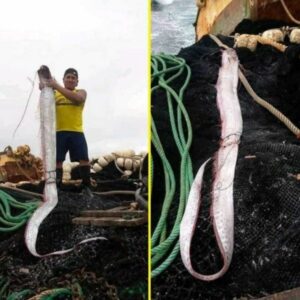 Depois do Chile, peixe que “prevê” terremoto aparece no Equador e assusta – Peixe-remo no Equador