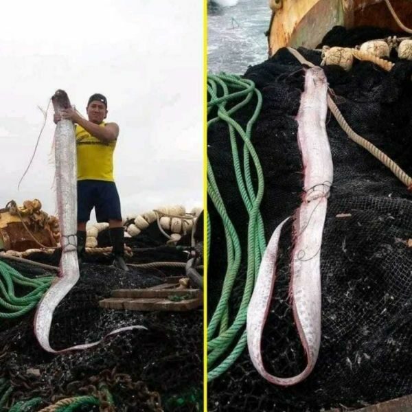 Depois do Chile, peixe que “prevê” terremoto aparece no Equador e assusta – Peixe-remo no Equador