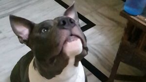 Dono de pitbulls é condenado por ataque de cães a triatleta