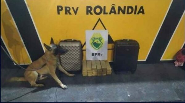 Mulher é presa em ônibus após ser flagrada com 19 kg de maconha em mala; drogas foram achadas por cão farejador