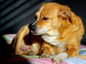 Substância presente em cerveja contaminada é encontrada em cachorro morto