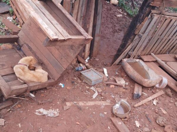 Casal é detido e cães são resgatados pela GCM em Apucarana