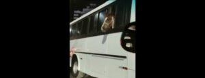 Cavalo é transportado dentro de ônibus em SC e choca internet; vídeo