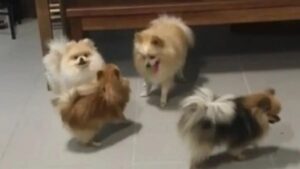 Petiscos contaminados já mudam a rotina dos donos de cães