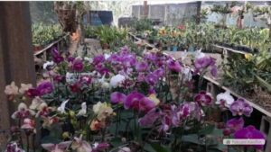 Exposição de Orquídeas no próximo final de semana em Jardim Alegre
