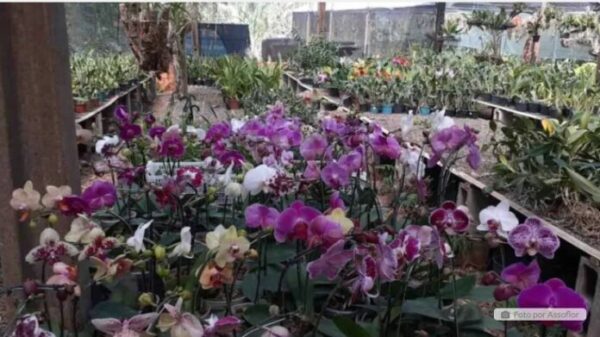 Exposição de Orquídeas no próximo final de semana em Jardim Alegre