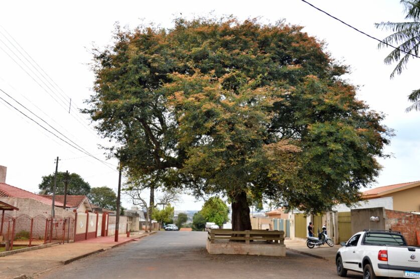  Árvore foi adotada pelos moradores do Jardim São Pedro, em Faxinal 