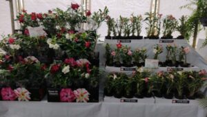 Expoflor começa na próxima sexta-feira em Apucarana