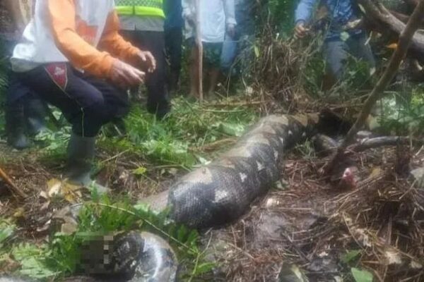 Corpo de mulher desaparecida é encontrado dentro de cobra de 7 metros