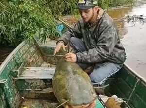 Pescadores capturam jaú de mais de 1,5 metro no Rio Ivaí; veja