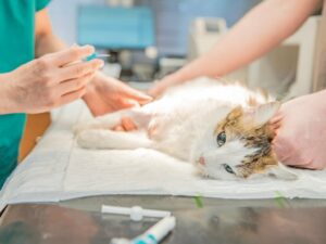 Arapongas abre cadastramento para castração gratuita de cães e gatos; saiba como garantir inscrição