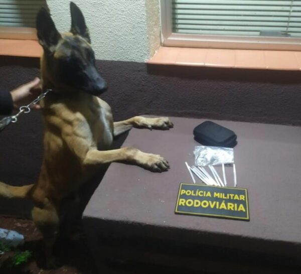 Cão de faro encontra maconha com casal em ônibus na região