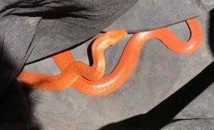 Cobra com veneno altamente letal e de cor rara é encontrada; entenda