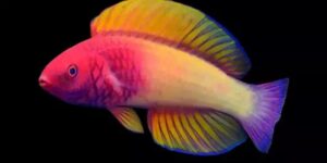 Veja qual é o peixe que nasce fêmea e vira macho no fundo do mar