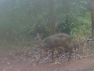 Veado-catingueiro surge em câmera ‘trap’ pela área rural de Mauá