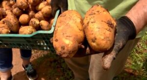 Condições climáticas causam alta no preço de frutas e verduras no Paraná