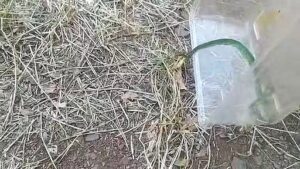 Cobra é encontrada em carro de professora em Arapongas; veja