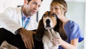 Novembro Azul: saiba os sintomas do câncer de próstata nos pets