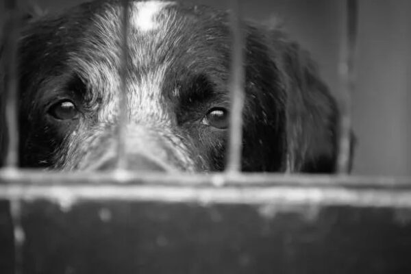 Em Califórnia, mulher é presa por maus-tratos de animais de estimação